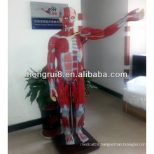 ISO170-cm Full body muscles model with internal organs, anatomy muscles model